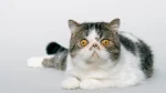 Exotic Shorthair Cat photo