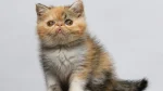 Exotic Shorthair Cat photo