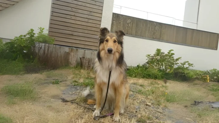 Farm Collie Dog photo