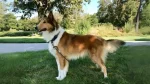 Farm Collie Dog photo