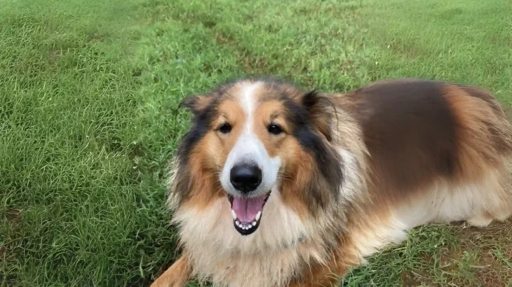 Farm Collie Dog photo