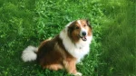 Farm Collie Dog photo