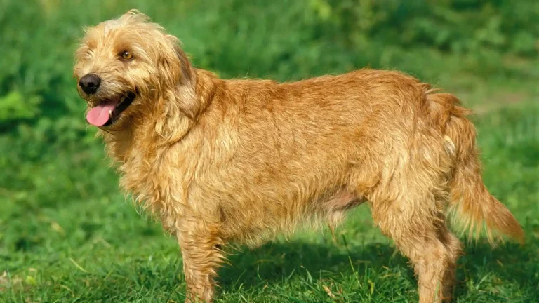 Fauve de Bretagne Dog photo