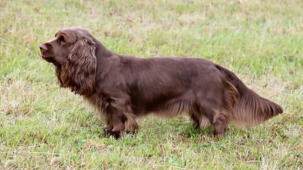 Field Spaniel Dog photo