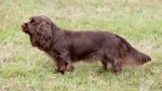 Field Spaniel Dog photo