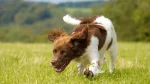 Field Spaniel Dog photo