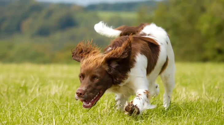 Field Spaniel Dog photo