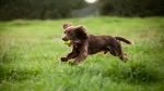 Field Spaniel Dog photo