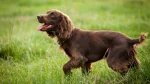 Field Spaniel Dog photo