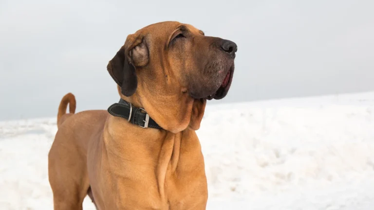 Fila Brasileiro Dog photo
