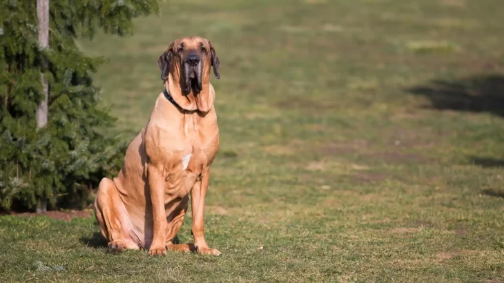 Fila Brasileiro Dog photo