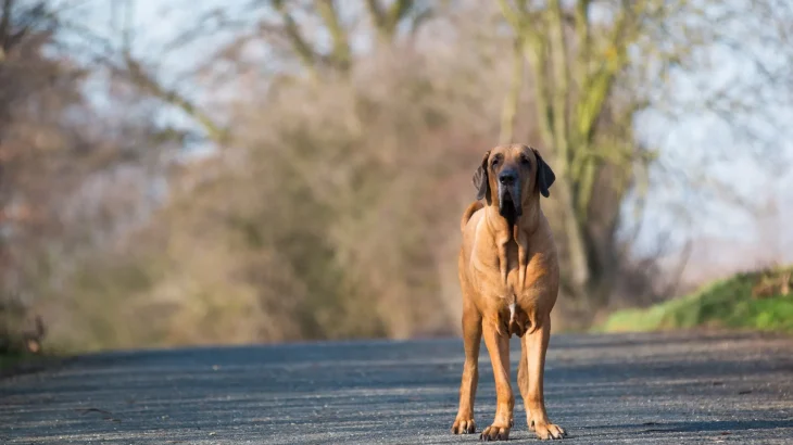Fila Brasileiro Dog photo