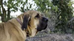 Fila Brasileiro Dog photo