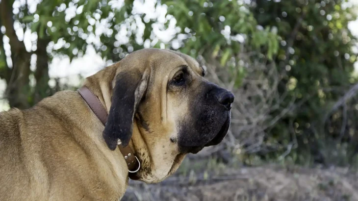 Fila Brasileiro Dog photo