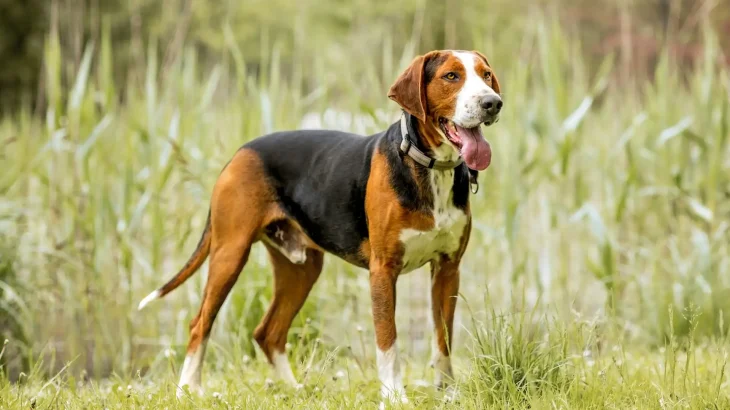 Finnish Hound Dog photo