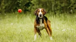 Finnish Hound Dog photo