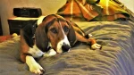 Finnish Hound Dog photo