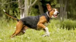 Finnish Hound Dog photo