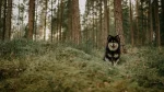 Finnish Lapphund Dog photo
