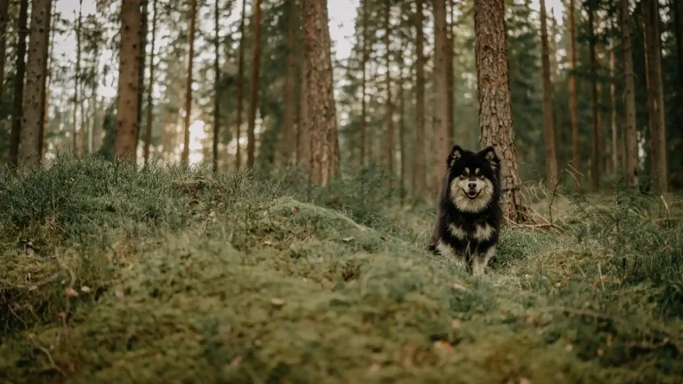 Finnish Lapphund Dog photo