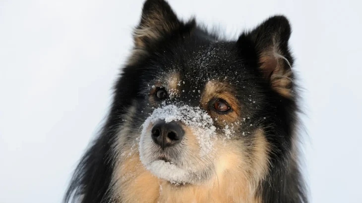 Finnish Lapphund Dog photo
