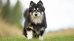 Finnish Lapphund Dog photo