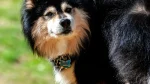 Finnish Lapphund Dog photo