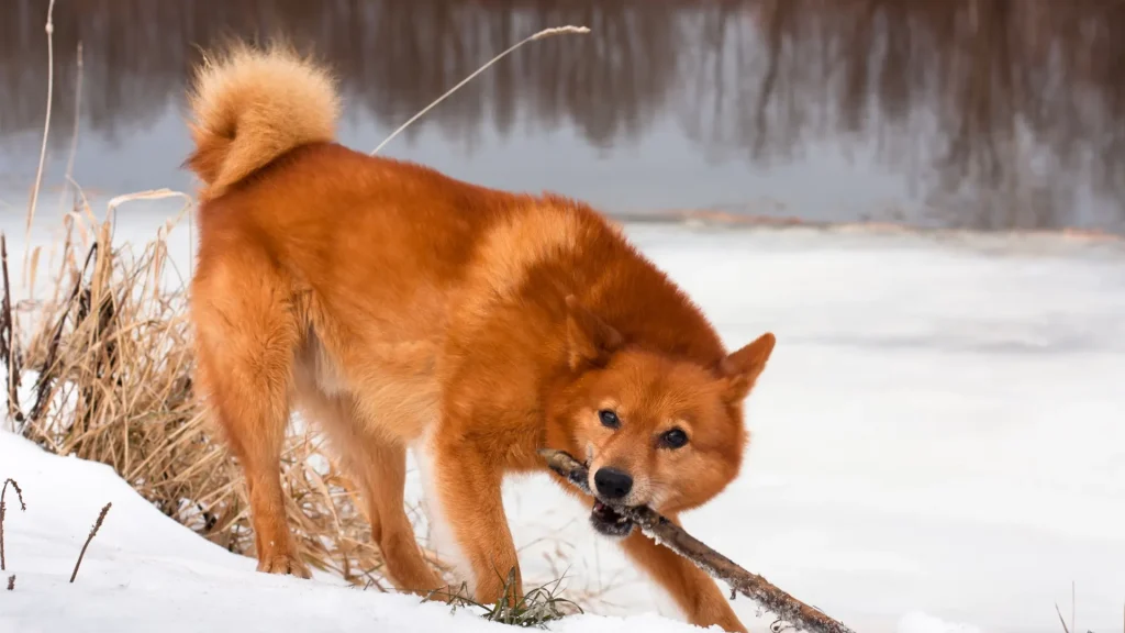 Finnish Spitz Dog photo
