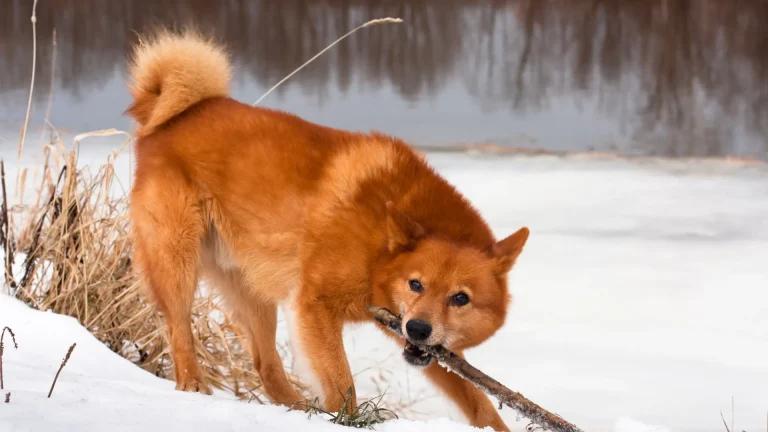 Finnish Spitz Dog photo