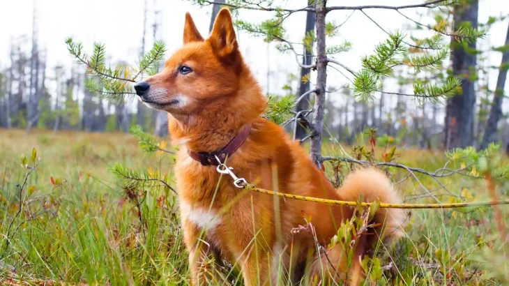 Finnish Spitz Dog photo