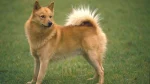 Finnish Spitz Dog photo