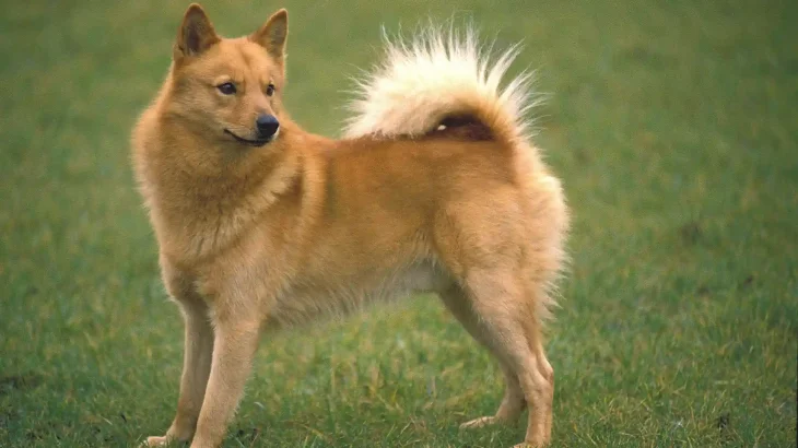 Finnish Spitz Dog photo