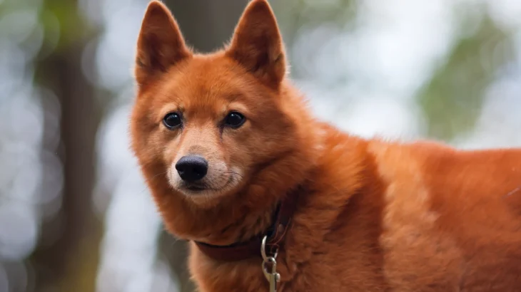 Finnish Spitz Dog photo