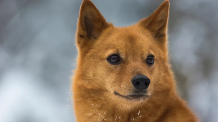 Finnish Spitz Dog photo