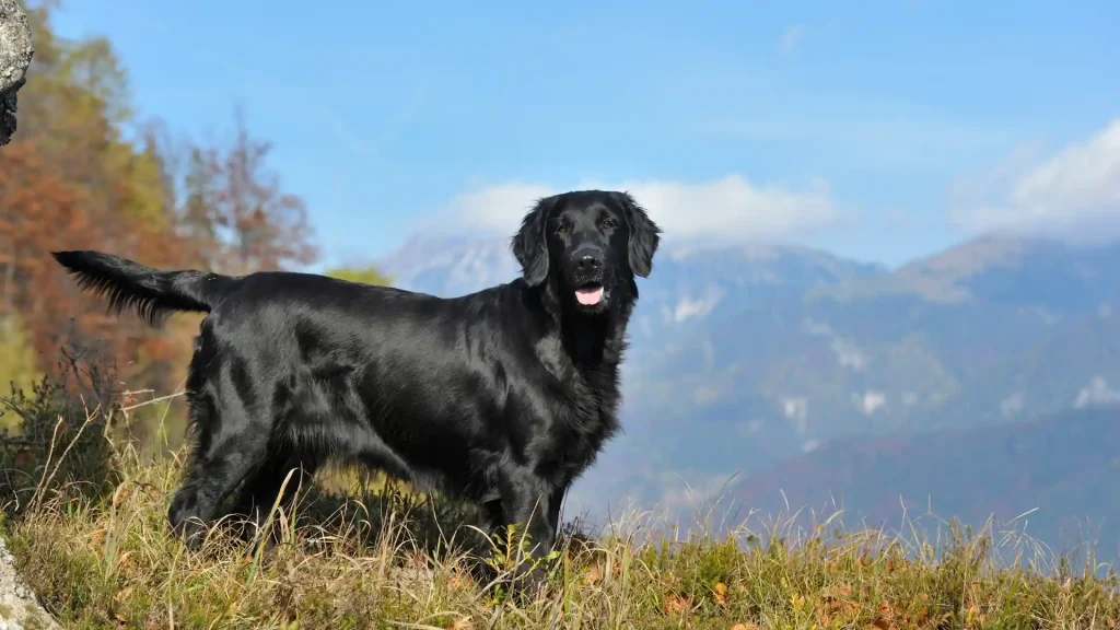 Flat-Coated Retriever Dog photo
