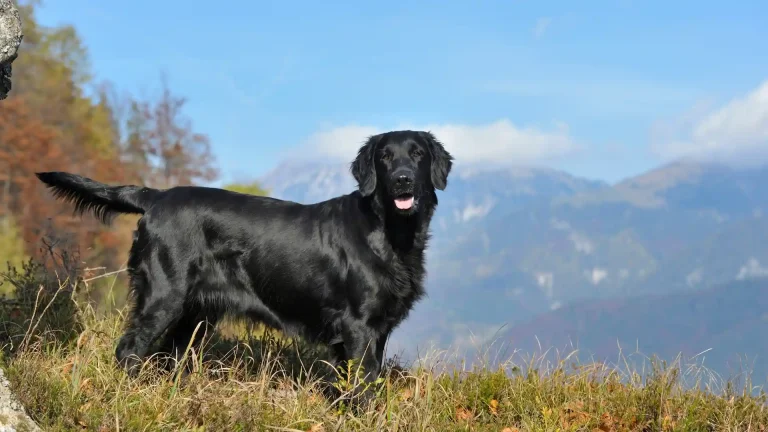 Flat-Coated Retriever Dog photo