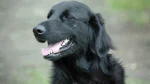 Flat-Coated Retriever Dog photo
