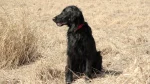 Flat-Coated Retriever Dog photo