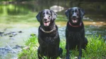Flat-Coated Retriever Dog photo