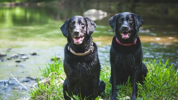 Flat-Coated Retriever Dog photo