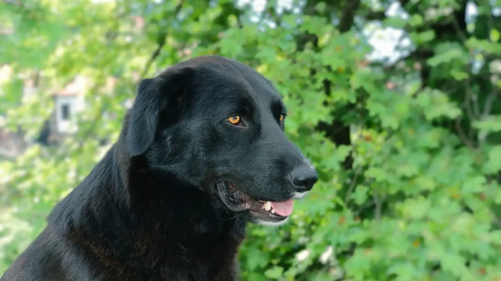 Flat-Coated Retriever Dog photo