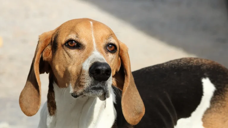 Foxhound Dog photo