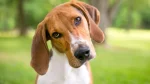 Foxhound Dog photo
