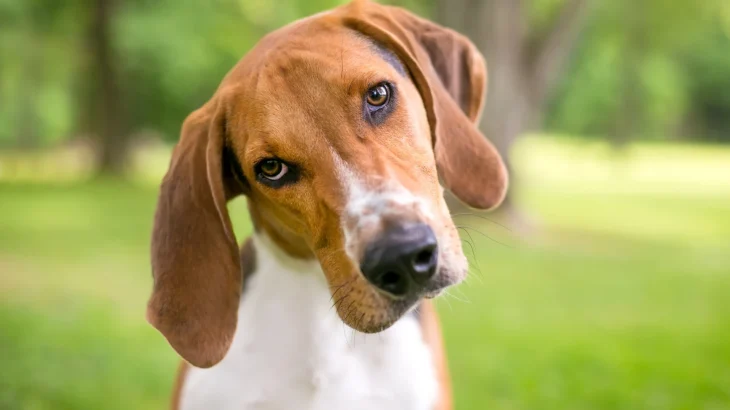Foxhound Dog photo