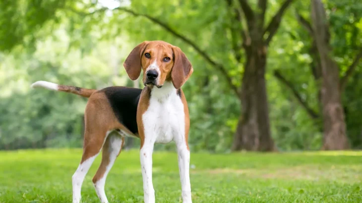 Foxhound Dog photo
