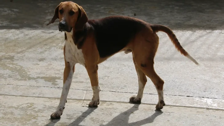 Foxhound Dog photo