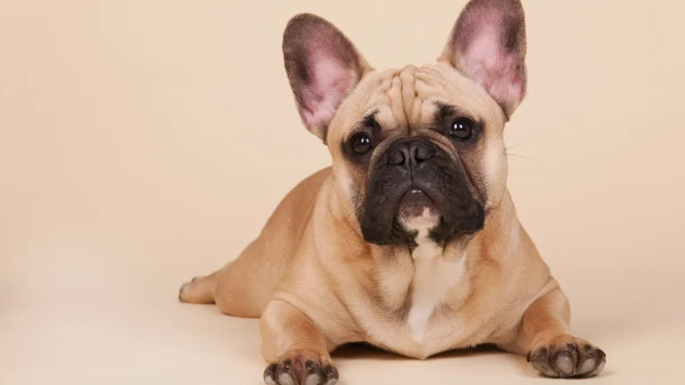 French Bulldog Dog photo