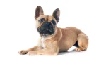French Bulldog Dog photo