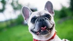 French Bulldog Dog photo