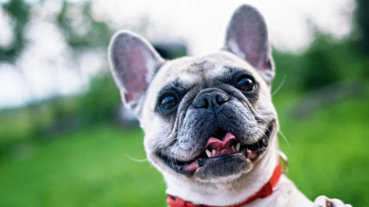 French Bulldog Dog photo